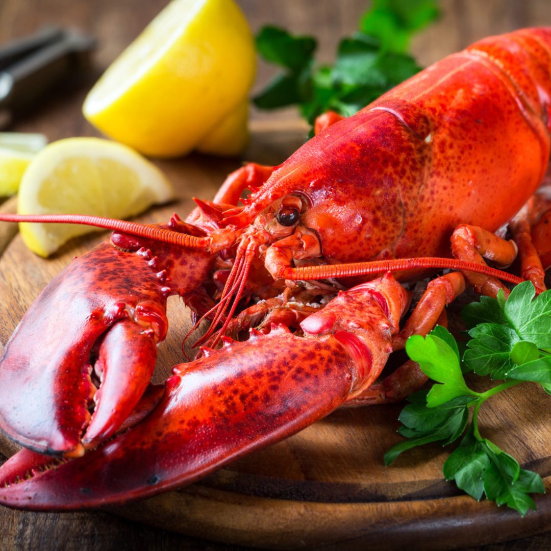 Maine Lobsters One Pound | Overnight Maine Lobster – Overnight Lobster